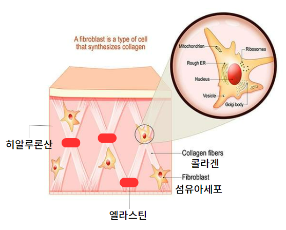 압구정피부과전문의가 알려주는 기초 피부 관리 방법 사진 2